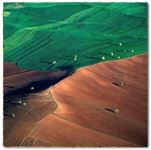 pax_in_terra